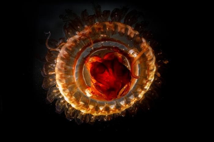 Jellyfish, a rising star in marine ecosystems amid climate change picAWI MHoppmann