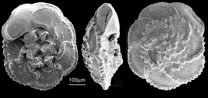 Microscopic, single-celled organisms called foraminifera have a fossil record that extends from today to more than 500 million years ago (study)