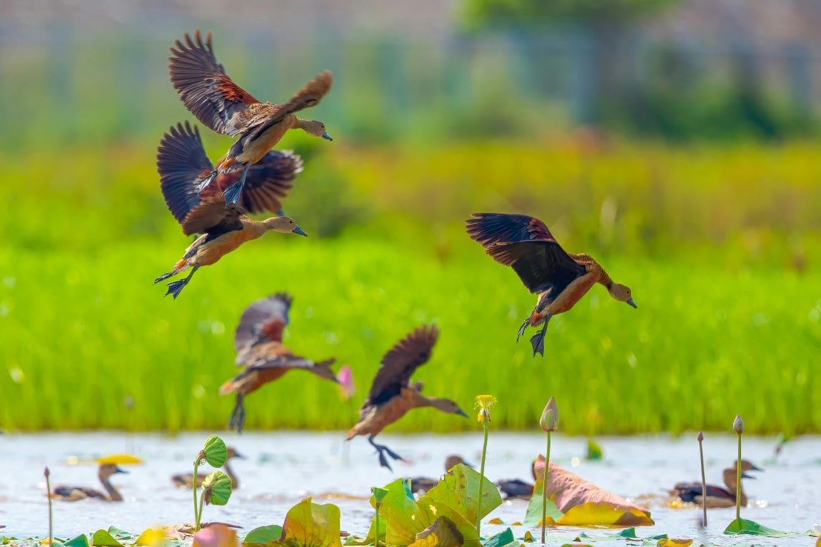 Image: birds flying