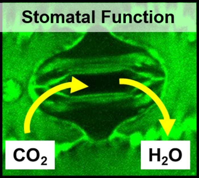 CABBI team develops bioenergy crops with improved water efficiency This image of a C4 grass stomata illustrates how it opens to take up CO2 for photosynthesis but also loses water. CABBI studies in the Journal of Experimental Botany showed that reducing stomatal density in C4 crops improved water use efficiency (WUE) without affecting yield, but it coincided with the pores opening wider, offsetting some expected improvement in WUE. The discovery represents a valuable new target for engineering an even more efficient plant