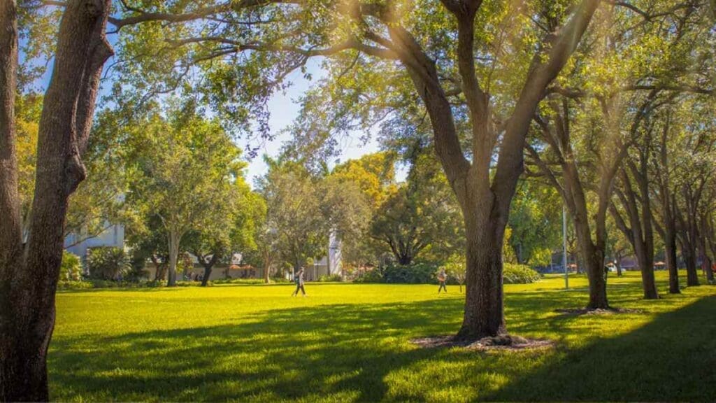 Future-proofing Miami’s tree canopy: adapting to rising heat Image: trees in a park