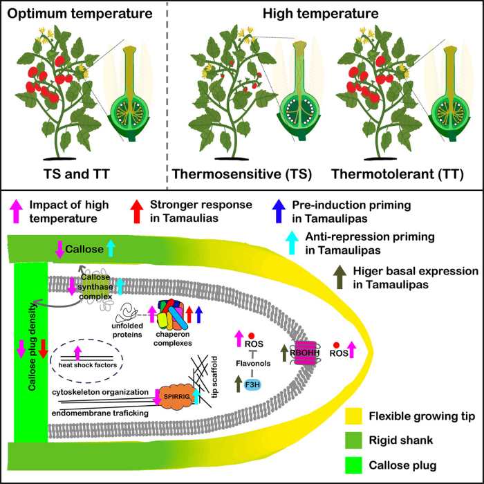 Heartier Heinz? How scientists are learning to help tomatoes beat the heat Biologists found what makes some types of tomatoes more heat-tolerant, yielding insights that could help crops adapt to climate change