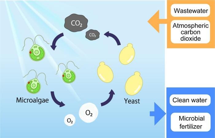 Climate Science Digest: November 8, 2024 algae and yeast