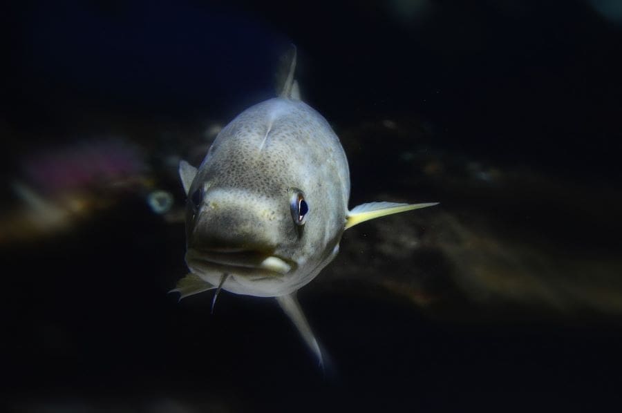 Image: a fish