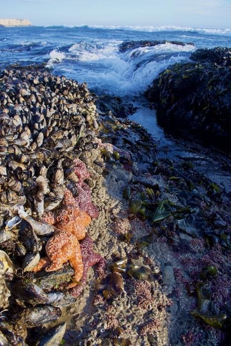 Climate Science Digest: January 29, 2025 Image: Intertidal assemblage (climate change reshuffles species)