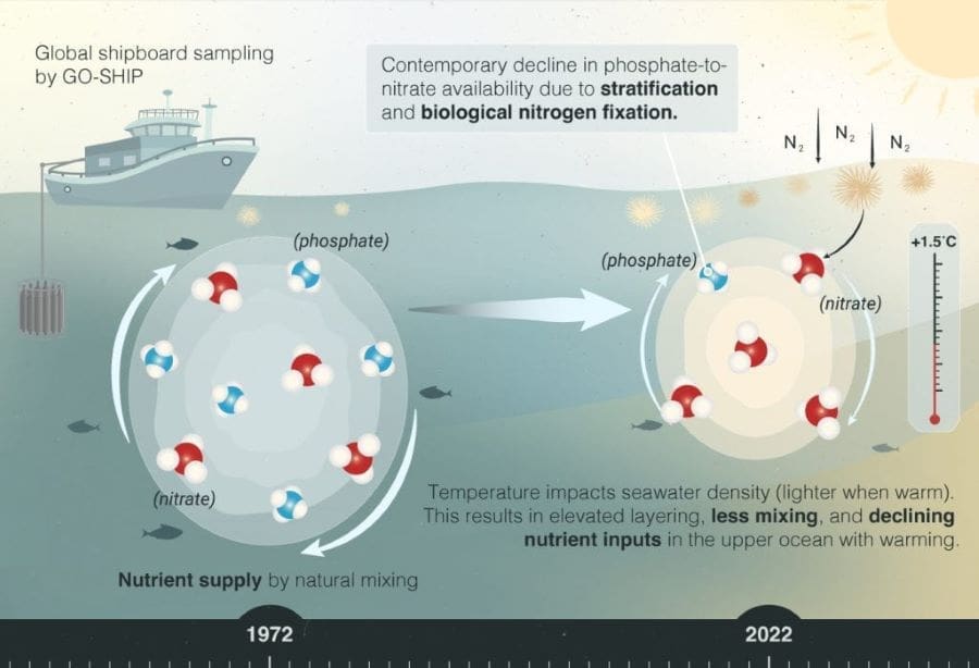 Climate change is altering ocean nutrients, study finds An illustration depicting the observed decline in marine phosphate-to-nitrate availability over the past five decades (s. ocean nutrients, climate change)