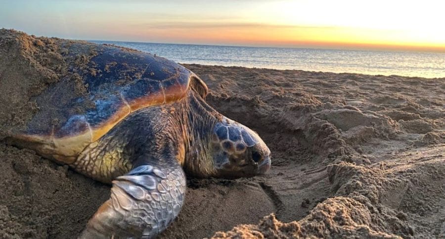 Image: A loggerhead turtle nesting (s. climate, science)