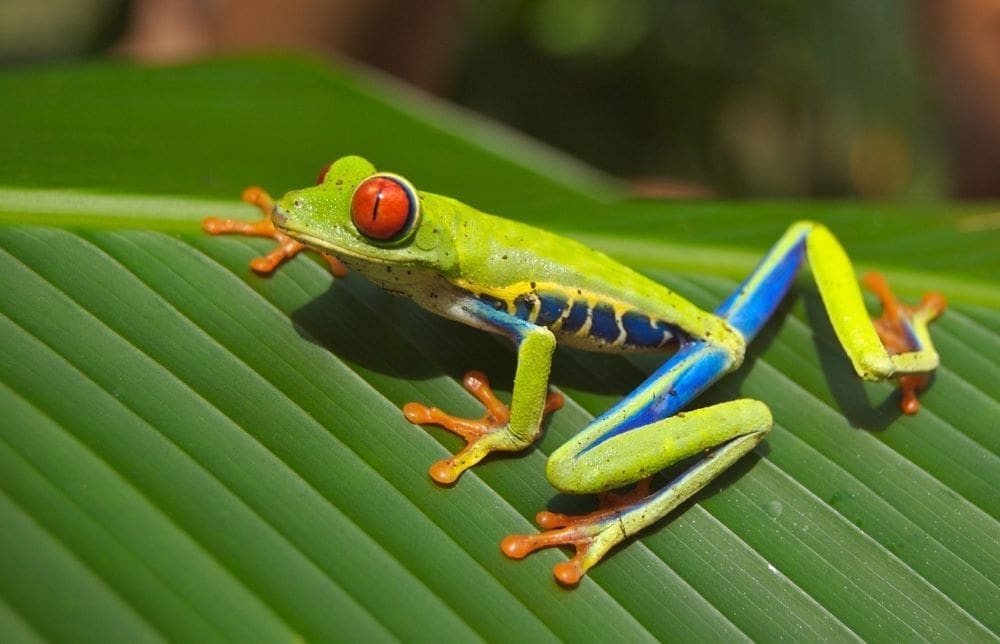 Climate Science Digest: March 5, 2025 Image: Frog (s. science, climate)