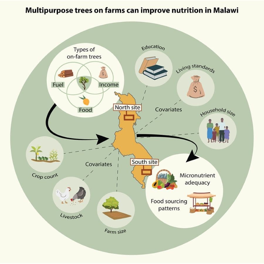 Image: Infographic Multipurpose trees on farms (s. Denmark, Malawi, trees, climate)