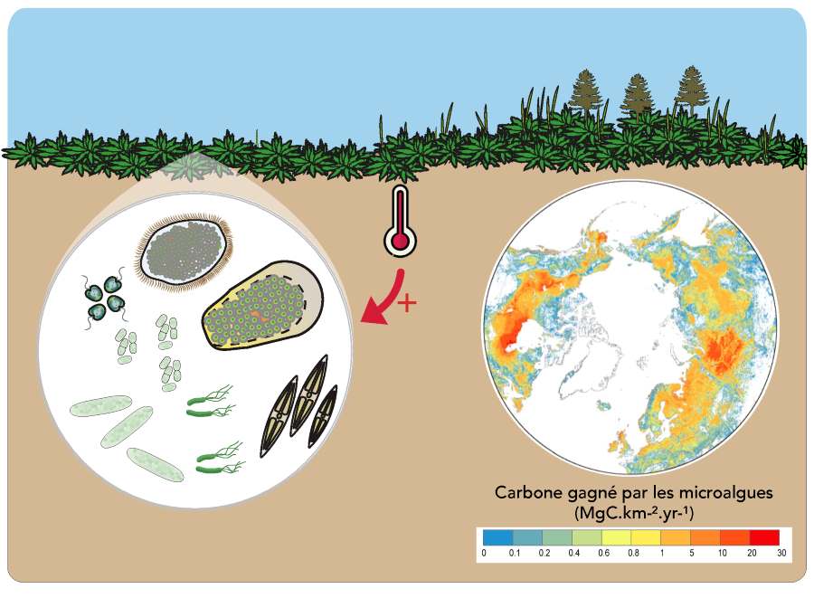 Climate Science Digest: March 20, 2025 Image: Peatlands host a wide variety of microalgae capable of absorbing carbon from the atmosphere