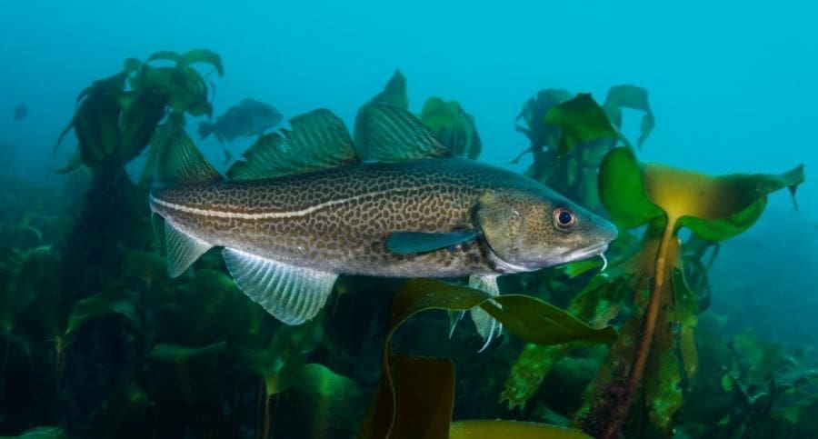 Image: Atlantic cod (s. science, climate, Muser)