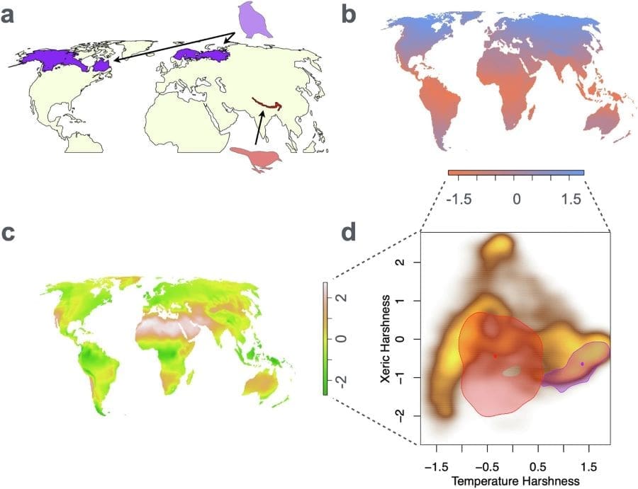 Climate change threatens birds with narrow climate niches Image: Mapping geographic ranges of birds onto climate space (s. climate change)