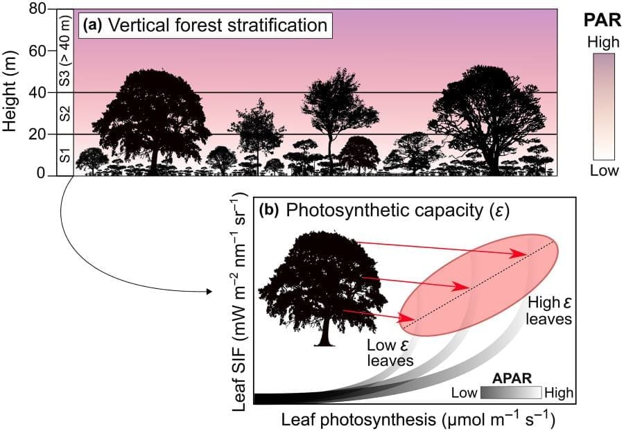 Amazon trees reveal survival tactics under intense sunlight and heat Image: Infographic in study (s. Amazon rainforest)