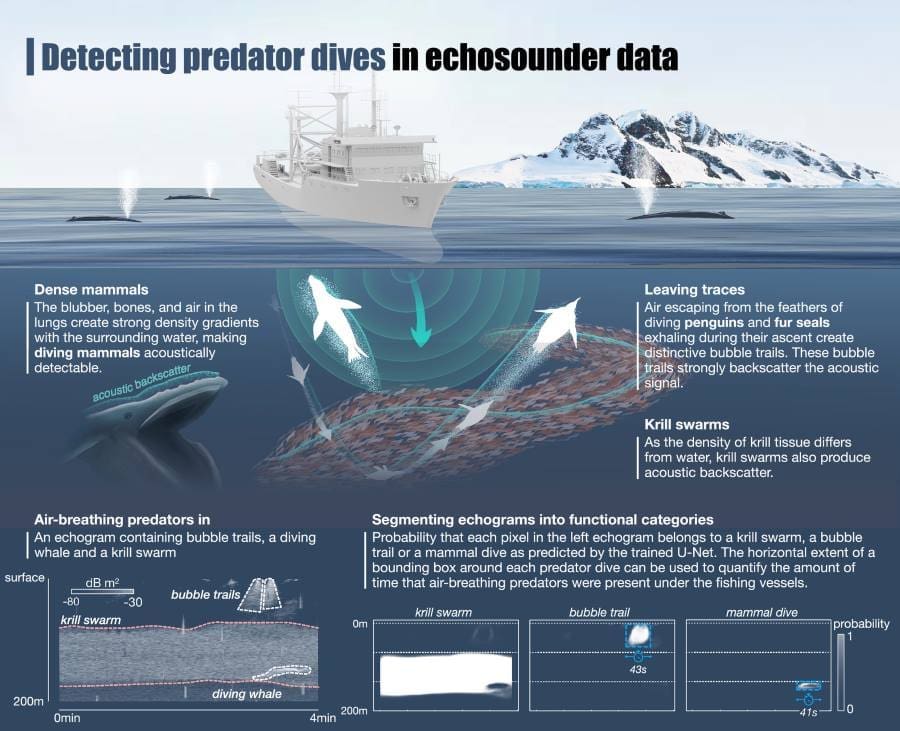 Image: Conceptual basis for the detection of air-breathing predators in echosounder data (s. Antarctic krill)