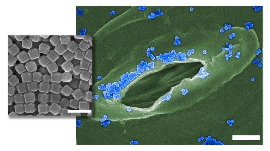 Climate Science Digest: June 4, 2025 Image: Main image at 3,000x magnification shows the SENDS nanoparticles (in blue) surrounding the stomata of a plant. Inset image shows the SENDS nanoparticles at 50,000x magnification