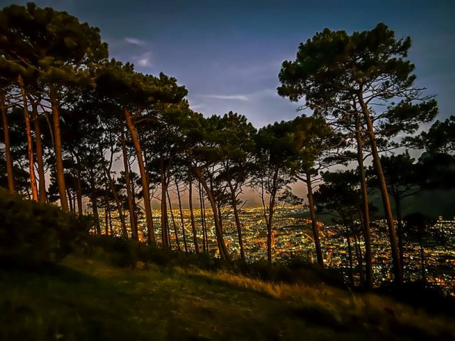 Image: trees, city in the night (s. nature)