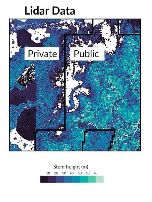 Climate Science Digest: August 26, 2025 Image: Lidar-derived maps of individual trees