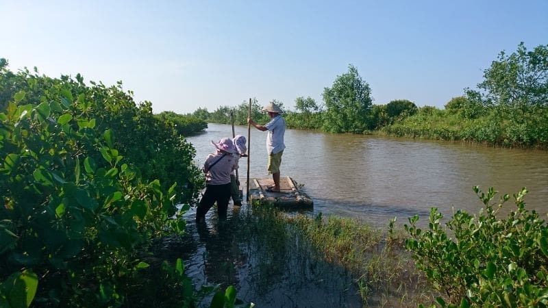 Image: Restored mangrove forests could act as important carbon stores