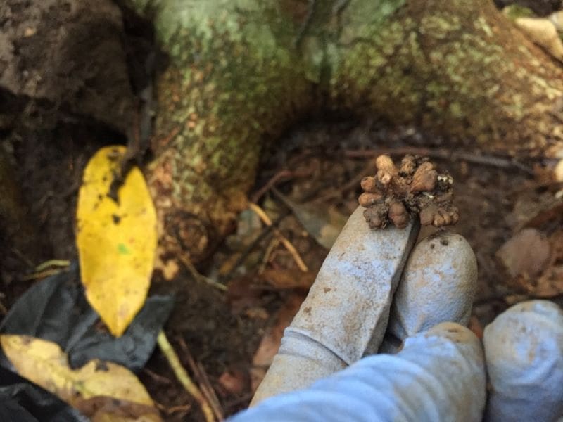 Climate Science Digest: January 15, 2026 Image: root nodule on a legume tree