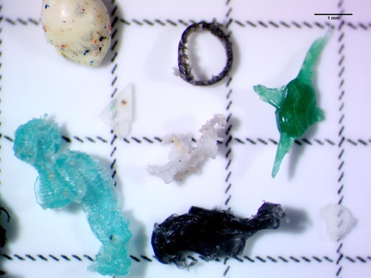 Image: Microscope image of microplastic fragments