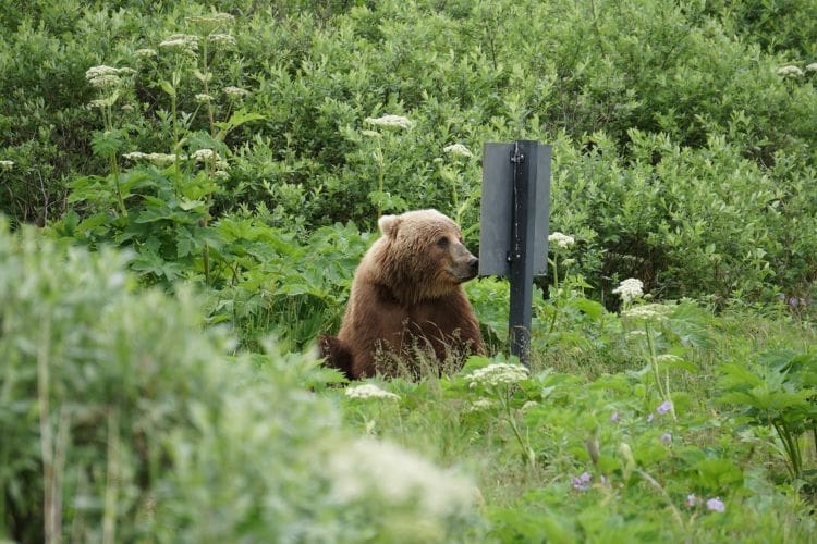 Humans are the elephant in the room where conservation is debated FrazerLakeAlaska bearsign. VFJPGcopy