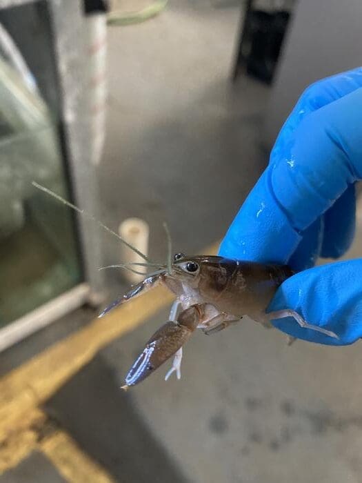 Low Res Crayfish experimental animal JM rotated