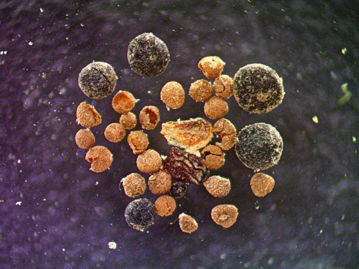 Greenland fossil discovery reveals increased risk of sea-level catastrophe EDF Dark 15