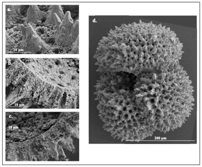 Microscopic fossils unlock secrets of ancient climate change and its modern parallels Image: Images of foraminifera fossils created by a scanning electronic microscope (s. ancient climate change)
