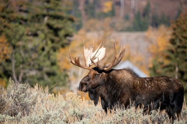 Climate change is reshaping deer populations globally hari moose muser res