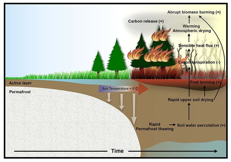 Permafrost thawing set to trigger surge in northern wildfires imgstudyfires muser