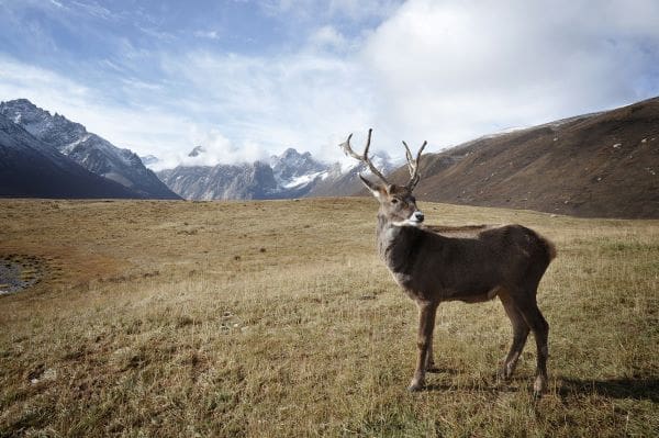 Climate change is reshaping deer populations globally unsplash muser res
