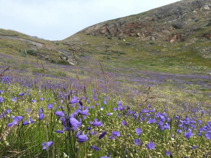 EPost harebell