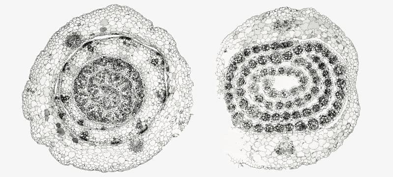 Img: Cross sections of C3 rice (left) and C4 sorghum (right) shoots. Both grain crops evolved from a common ancestor, but sorghum evolved to photosynthesize more efficiently (s. climate change, photosynthesis)