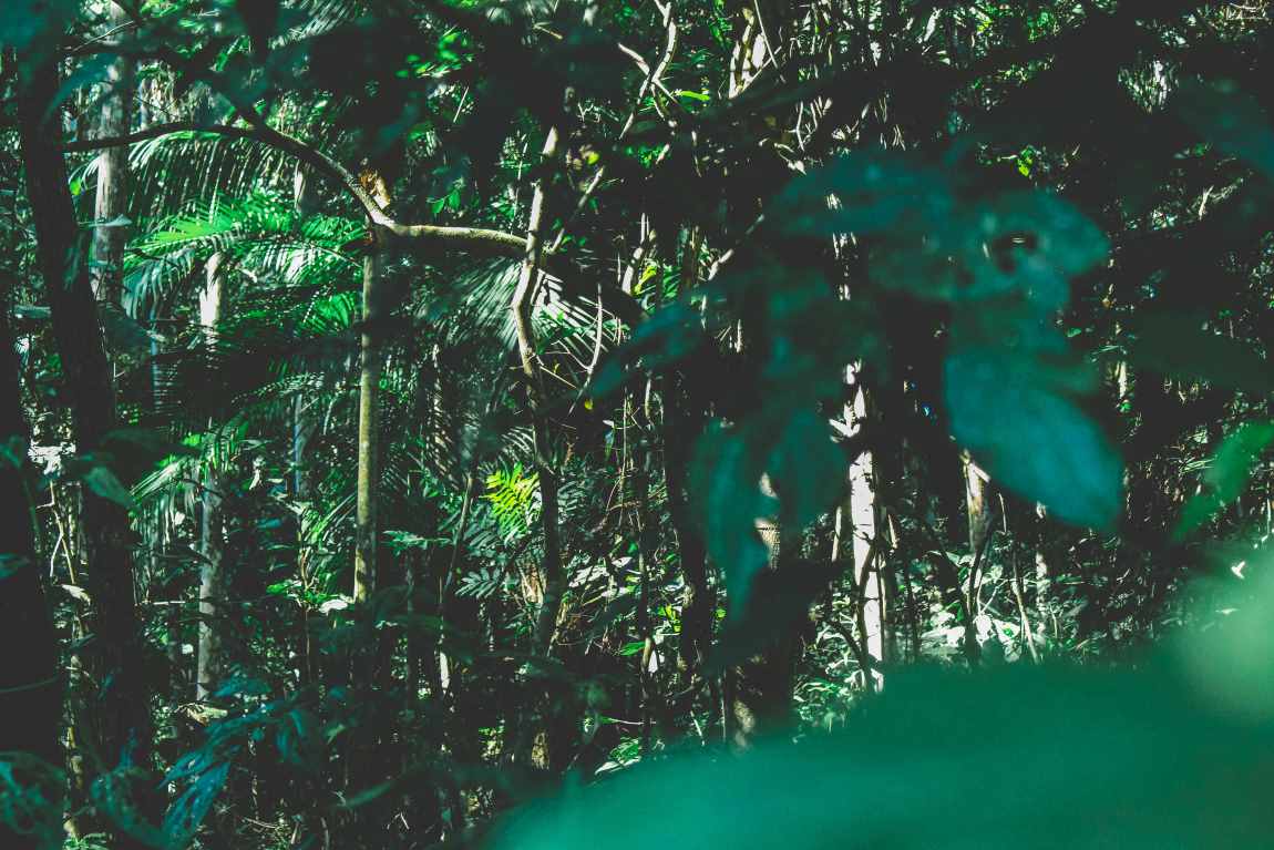 Image: Forest