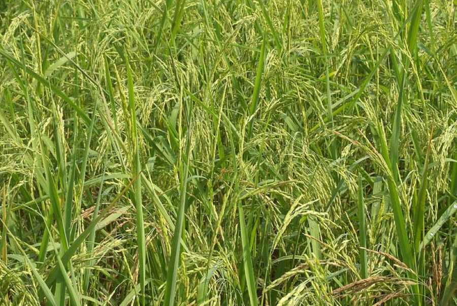 Climate Science Digest: January 23, 2025 Shoot-Silicon-Signal (SSS) protein regulates silicon uptake and promotes growth in rice