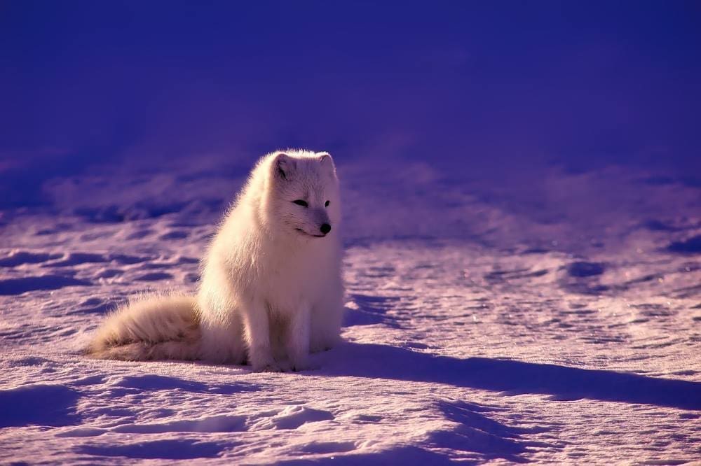 Image: Arctic fox (s. permafrost, virus, bacteria)