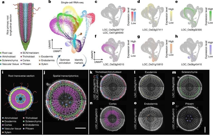How plant roots adapt to soil stress at the cellular level Image: scRNA-seq and spatial transcriptomic analysis reveals trajectories and markers for rice root cell types