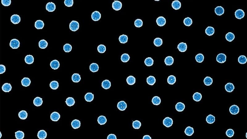 Climate Science Digest: February 6, 2026 Image: Nanoparticles of platinum
