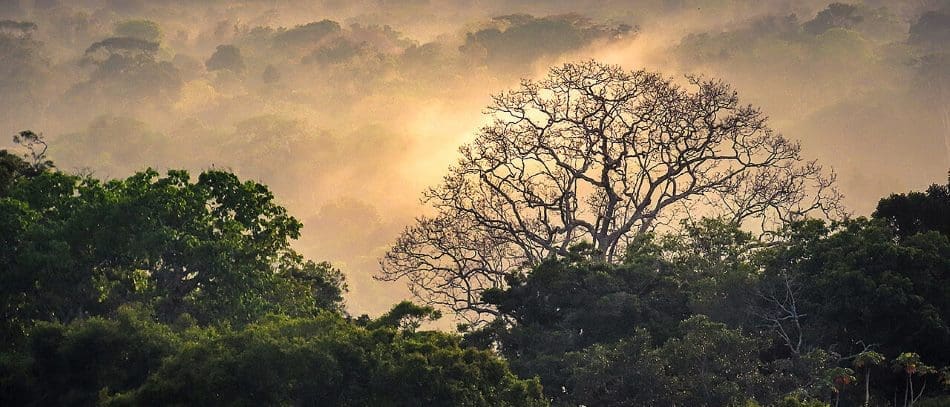 Many Amazon insects may face lethal heat as the climate warms Image: tropical rainforest