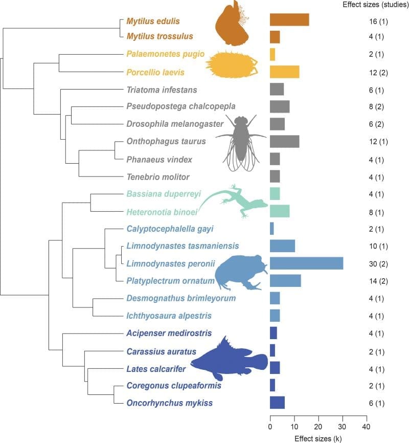 Cold-blooded animals struggle to cope with daily temperature variation Image: Phylogenetic tree of all species included in our meta-analysis - Fig 1 - 'Unresponsive to change: Ectotherms fail to adjust physiology to daily temperature variation'